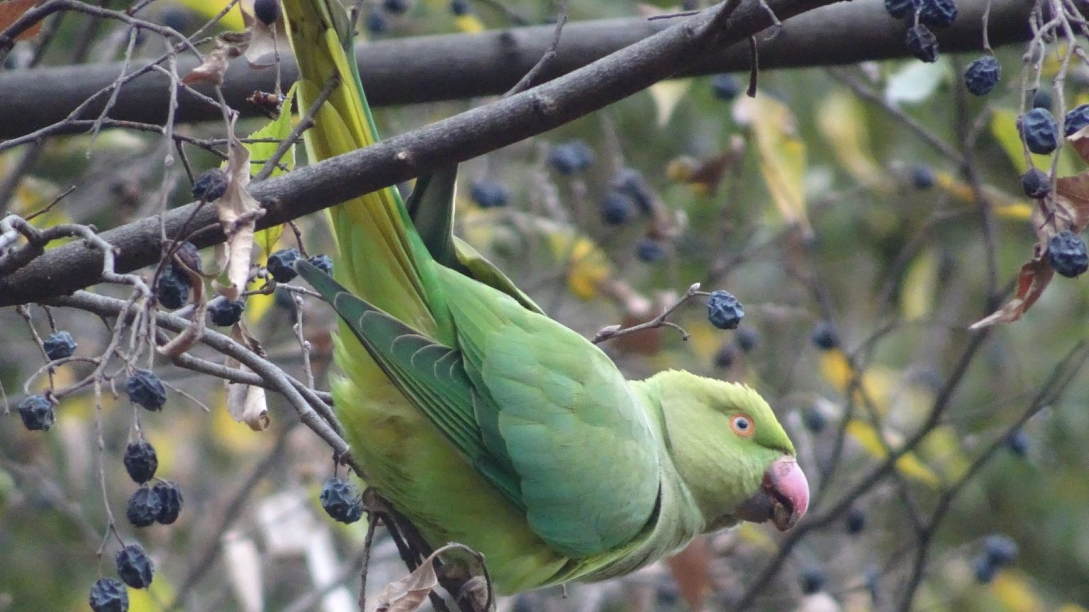 野生化したワカケホンセイインコ 駒場野公園 絶品ベーカリー 12 11 金 単独登山