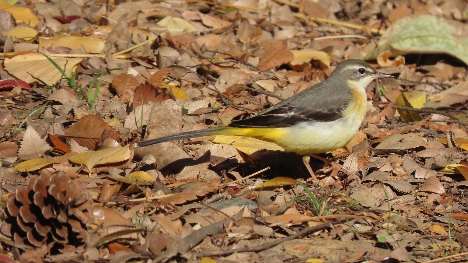 長久保公園の野鳥＊慰めのキセキレイ 2022/12/20(火)｜単独登山