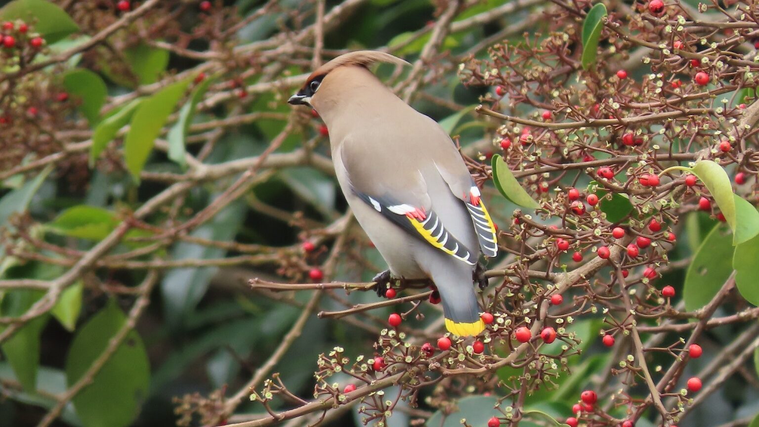 都内の冬鳥＊ヒレンジャク＆キレンジャク＊木場公園 2023/3/17(金