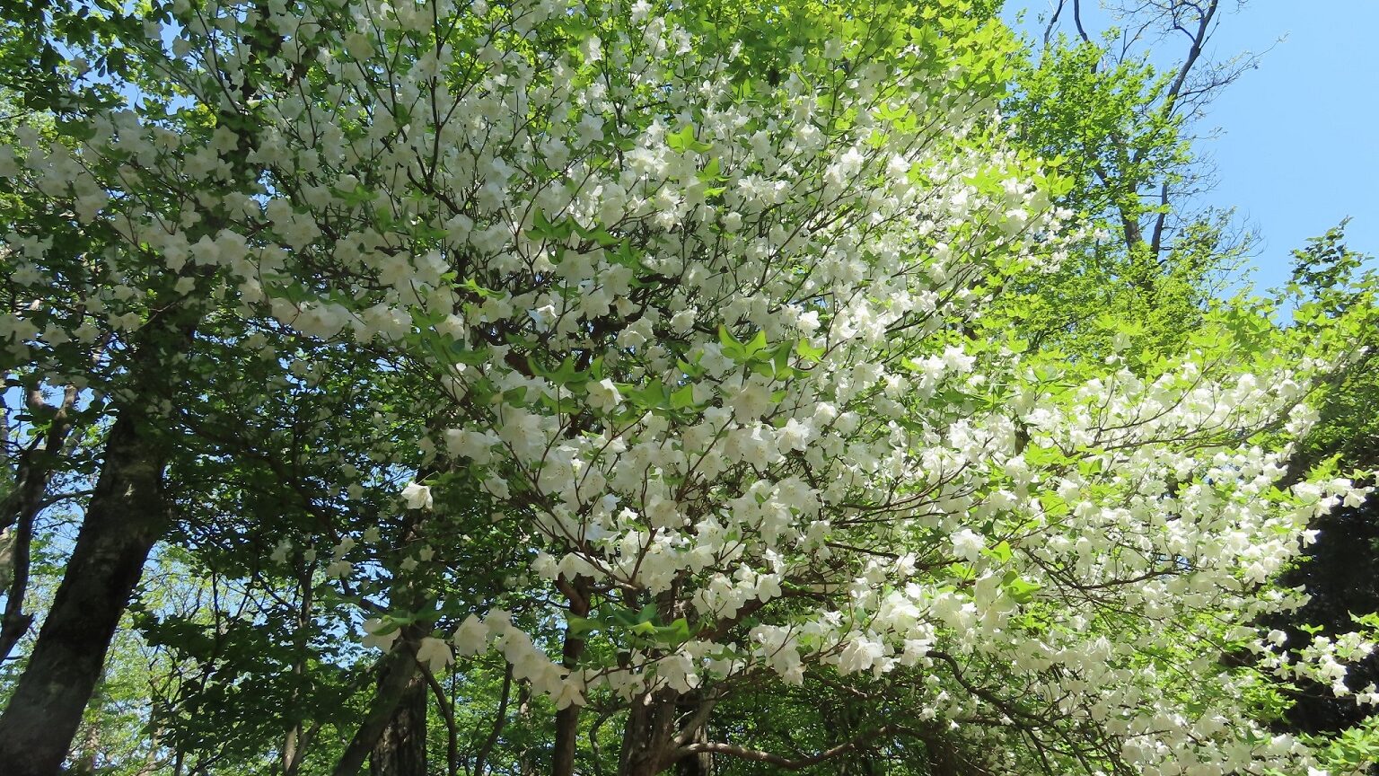 瀬戸寸同花入 長谷川青峯 ツロ 花活け 茶道 ominaesi.jpg