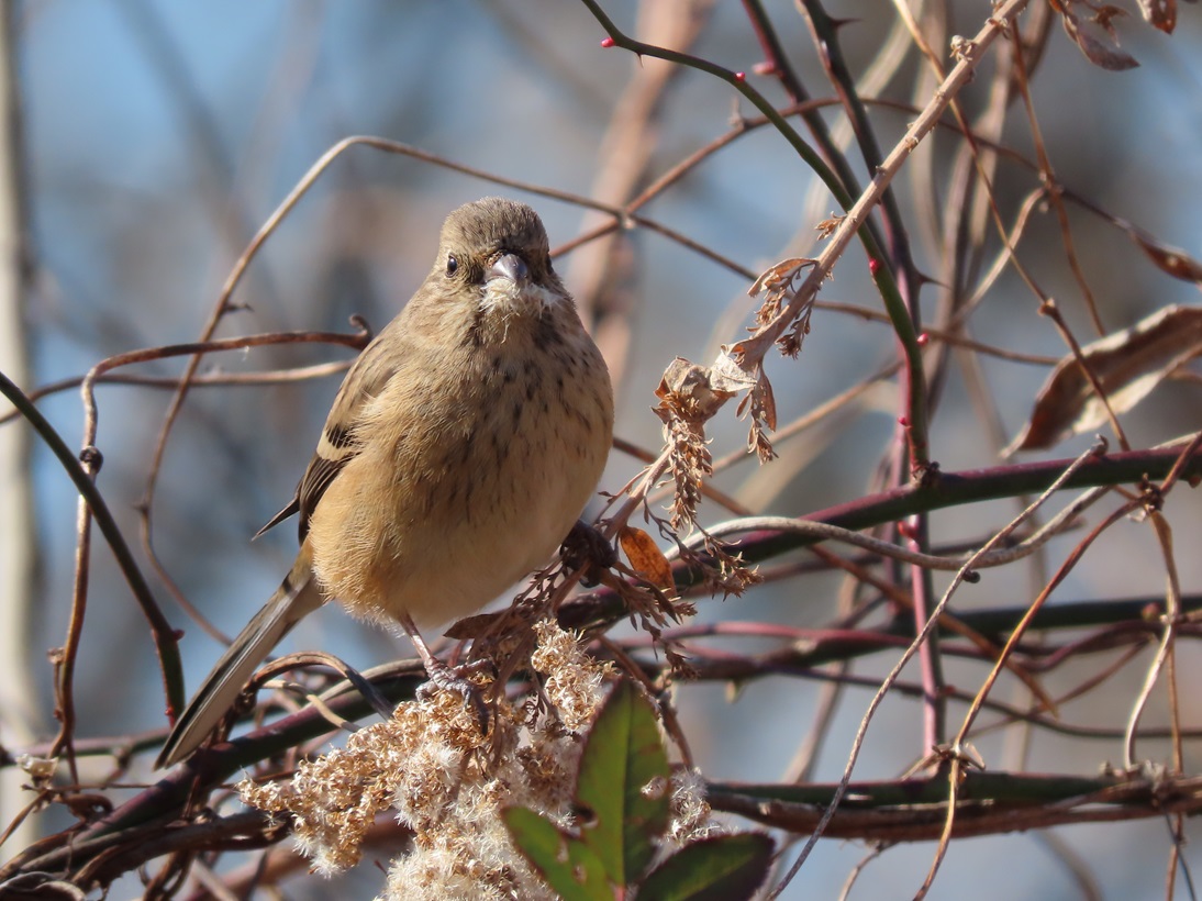 渡良瀬遊水地の野鳥＊ベニマシコは食事に夢中 2025/1/29(水