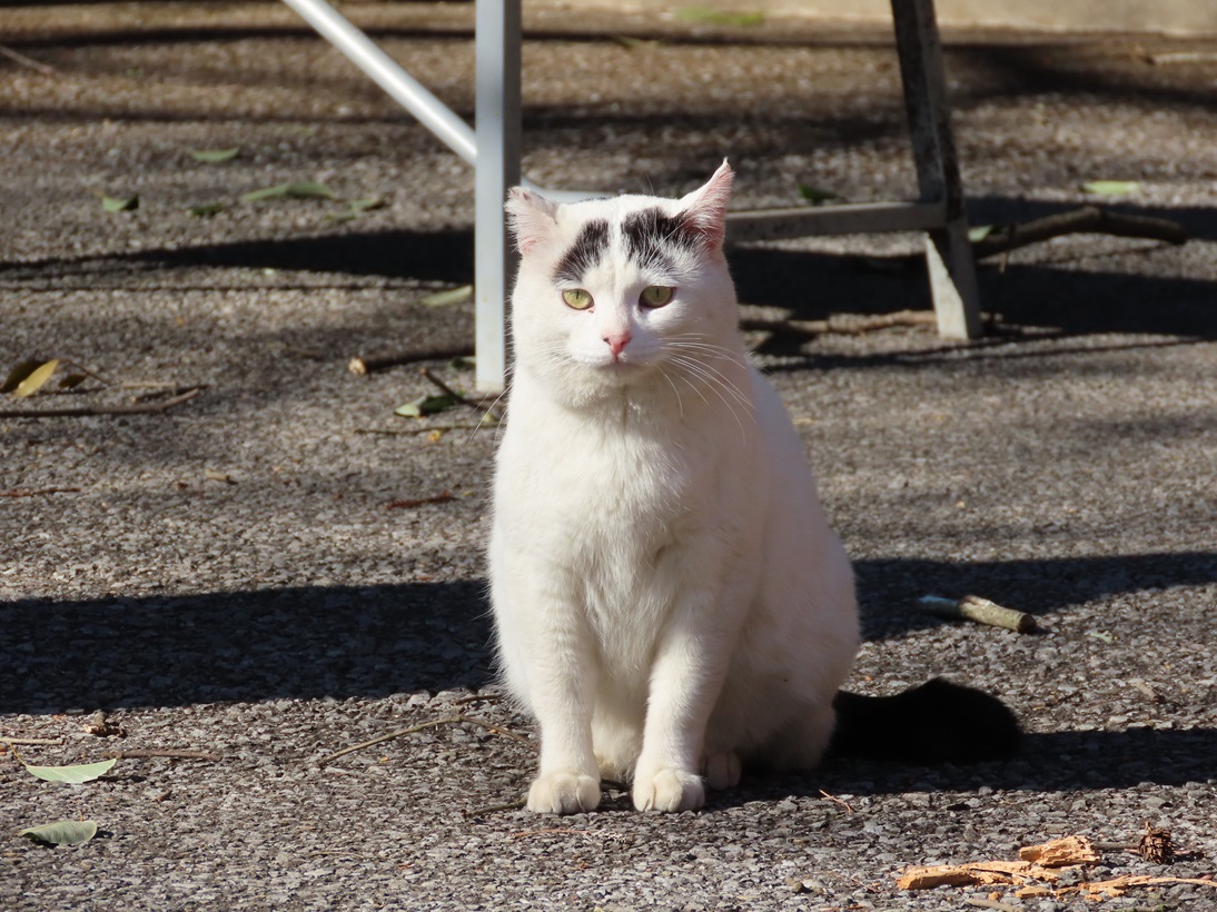 ジェラねこ soprano_je-st19ca11-m01